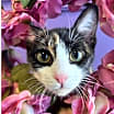 Thumbnail photo of Gumbo #2