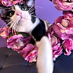 Thumbnail photo of Gumbo #3