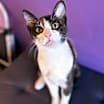 Thumbnail photo of Gumbo #4