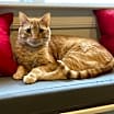Thumbnail photo of Tybalt #1