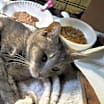 Thumbnail photo of Snuggles #3