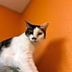 Thumbnail photo of Endora #4