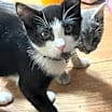 Thumbnail photo of Frankie #1