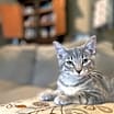Thumbnail photo of Poppy #1