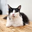 Thumbnail photo of Sophie #1