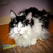 Thumbnail photo of Sophie #2