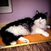 Thumbnail photo of Sophie #3