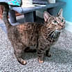 Thumbnail photo of Jazzy #1