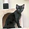 Thumbnail photo of George (Bonded with Gracie) #1