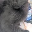 Thumbnail photo of George (Bonded with Gracie) #2