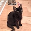 Thumbnail photo of George (Bonded with Gracie) #3