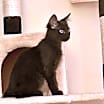 Thumbnail photo of George (Bonded with Gracie) #4