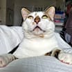 Thumbnail photo of Thunder (bonded with Broccoli) #2