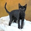 Thumbnail photo of MADDIE - BEST BLACK BEAUTY #1