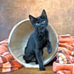 Thumbnail photo of MADDIE - BEST BLACK BEAUTY #3