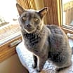 Thumbnail photo of Petey #1