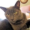 Thumbnail photo of Petey #2
