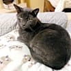 Thumbnail photo of Petey #4
