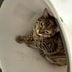 Thumbnail photo of Cashew #1
