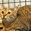 Thumbnail photo of Cashew #2