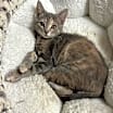 Thumbnail photo of Penelope #3