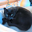 Thumbnail photo of Milo #3