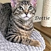 Thumbnail photo of DOTTIE #1
