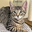 Thumbnail photo of DOTTIE #2