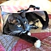 Thumbnail photo of Jenkins - Shannon's Litter #2