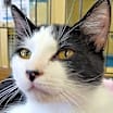 Thumbnail photo of Angus #4