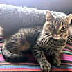 Thumbnail photo of Gydget #3