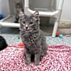 Thumbnail photo of Jasper #3
