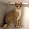 Thumbnail photo of Weasley #2