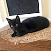 Thumbnail photo of Mica #2