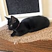 Thumbnail photo of Mica #3