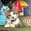 Thumbnail photo of Austin #2