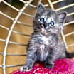 Thumbnail photo of Shirley #1