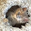Thumbnail photo of Laverne #1