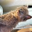 Thumbnail photo of Laverne #2