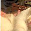 Thumbnail photo of Little #1
