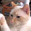 Thumbnail photo of Little #2