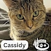Thumbnail photo of Cassidy - Constant Companion! #1
