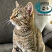 Thumbnail photo of Cassidy - Constant Companion! #2