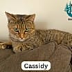 Thumbnail photo of Cassidy - Constant Companion! #3