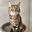 Thumbnail photo of Bereet #1