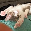 Thumbnail photo of Mickey #1