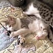 Thumbnail photo of Mickey #3