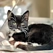 Thumbnail photo of Obie #1