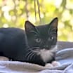 Thumbnail photo of Obie #3