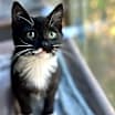Thumbnail photo of Obie #4